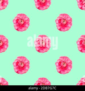 Senza cuciture motivo rosa chiaro persiano butterCup fiori Ranunculus vista dall'alto Foto Stock