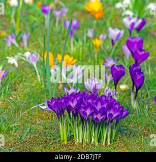 Fiorente prato primaverile con vari fiori di croco Foto Stock