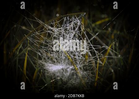 Una closeup di una spiderweb sull'erba coperta in gocce di pioggia con sfondo scuro e sfocato Foto Stock