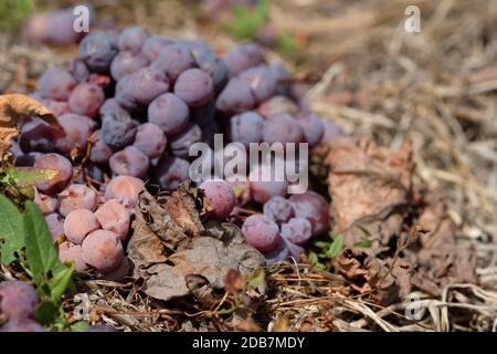 Vino frizzante uva pinot nero su terreno primo piano Foto Stock