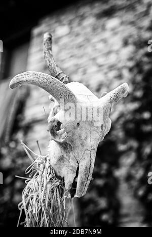 Vecchia stregoneria teschio di capra, cranio dettaglio di un antico animale, la superstizione e il satanismo Foto Stock