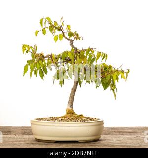 Zelkove (Zelkova serrata) fogliame bonsai albero su tavola di legno Foto Stock