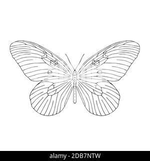 Disegnata a mano butterfly. Bianco e nero illustrazione vettoriale per la colorazione. Foto Stock