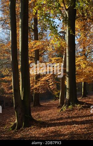 Paesaggio autunnale. Calda giornata autunnale in un parco dai colori vivaci. Foglie dorate e faggi, fine ottobre Foto Stock