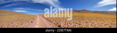 Strada e piume peruviane, jarava ichu, nella Puna de Atacama, Argentina. Puna de Atacama è un altopiano arido nelle Ande del Cile settentrionale Foto Stock