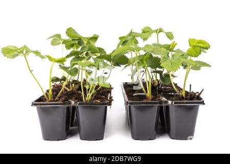 giovani piante di fragole in pentole su sfondo bianco in studio Foto Stock