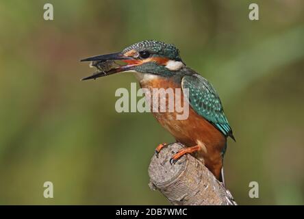 Comune Kingfisher (Alcedo atthis ispida) immaturo arroccato sul ramo tagliato con ninfa dragonfly in Bill Eccles-on-Sea, Norfolk, UK Settembre Foto Stock