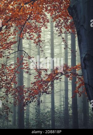 foglie di arancio calde che coprono una foresta d'autunno fredda e nebbiosa Foto Stock