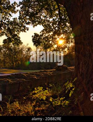 tramontare il sole splende attraverso le foglie sull'ettersberg Foto Stock