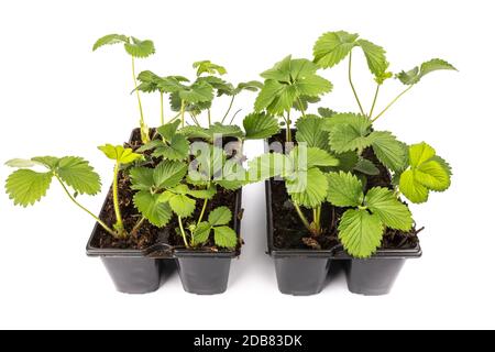 giovani piante di fragole in pentole su sfondo bianco in studio Foto Stock