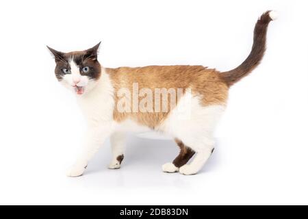 Siamese e ragdoll croce gatto facendo un viso su sfondo bianco in studio Foto Stock