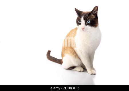 gatto a croce siamese e ragdoll seduti su sfondo bianco in studio Foto Stock