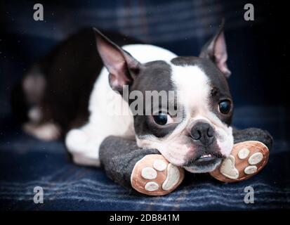 Divertente serio cane Boston Terrier in accoglienti caldi stivali fatti a mano sul divano a casa. Andando per una passeggiata, è freddo fuori. Spazio di copia. Foto Stock