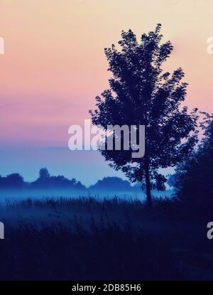 albero nella nebbia al mattino vicino a ahrenshoop Foto Stock