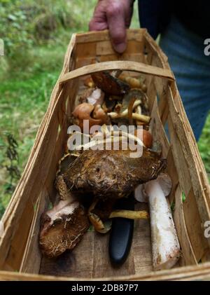 Raccolta di funghi in autunno in turingia germania Foto Stock