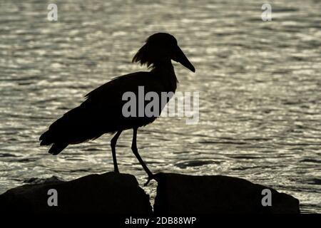 Silhouette di hamerkop camminando su una riva rocciosa del fiume Foto Stock