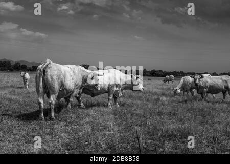 Mucche bianche che pascolano nella quiete della scena rurale catalana. Un vitello curioso e una mucca guardare in direzione del fotografo. Nero e bianco Foto Stock