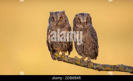 Due scope eurasiane gufo, otus scope, pulcini seduti su una tosse con muschio giallo in primavera all'alba. Allerta animali del bambino nella natura guardando nella macchina fotografica Foto Stock