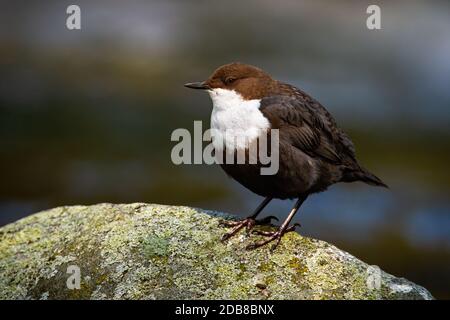 Carino dipper dalla gola bianca, cincluss cincluss, seduto su una pietra con muschio nel fiume. Attraente uccello d'acqua che riposa su una roccia nella natura primaverile dalla parte anteriore Foto Stock