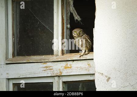 Curios piccolo gufo, athene noctua, seduto in una finestra con vetri rotti di una vecchia casa in rovina. Concetto di fauna selvatica urbana. Uccello selvatico di preda in v Foto Stock