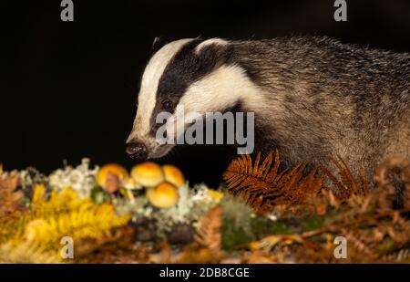 Badger (Nome scientifico: Meles Meles) primo piano di un selvaggio, nativo, Eurasian foraging in bosco con toadstools e felci dorati. Notte-tempo. Orizzontale Foto Stock