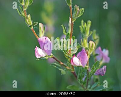 Steli marroni pelosi e foglie verdi e fiori rosa striati di corvo di riposo comune (repens Ononis) a Waitby Greenriggs Cumbria, Inghilterra, Regno Unito Foto Stock