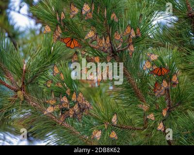 Una ruggia di Farfalle Monarch in un albero durante il loro migrazione annuale Foto Stock