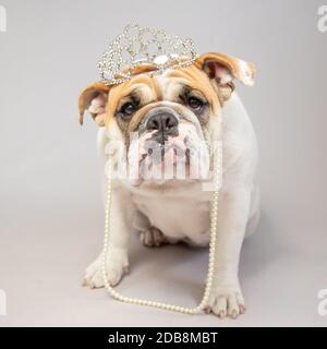 Ritratto di un bulldog che indossa una collana di tiara e perle Foto Stock