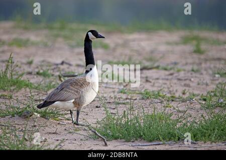 Lonely Canada oca Branta canadensis su superficie di canottaggio Foto Stock