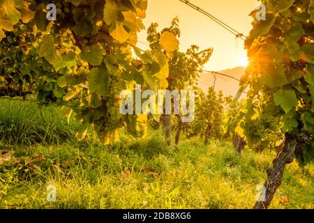 Uva Riesling ad una vite in vigna con il sole im estate Foto Stock