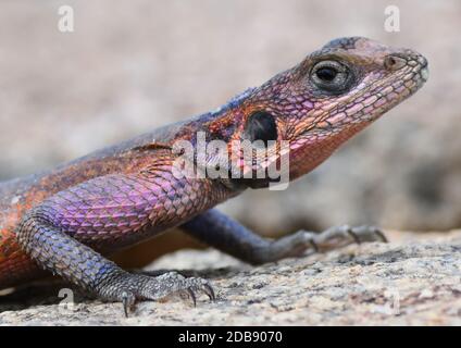 Un maschio di colore brillante Mwanza pietra a testa piatta agama (AGAMA mwanzae) Parco Nazionale Serengeti, Tanzania. Foto Stock