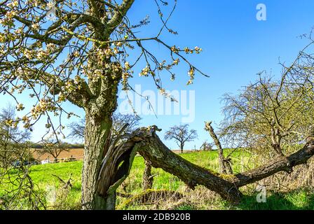 Paesaggio rurale Hessian con mezzo albero di mele rotto in fiore all'inizio della primavera Foto Stock