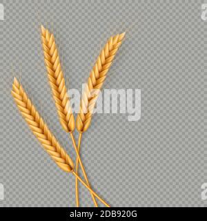 Mazzo di spighe di grano, grani interi secchi cornice realistica di illustrazione isolata su sfondo trasparente. Template oggetto da forno. Spighe di grano wreath. EP Foto Stock