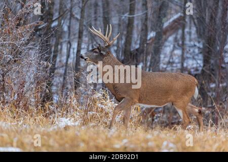 Buck dalla coda bianca durante la trota nel Wisconsin settentrionale. Foto Stock