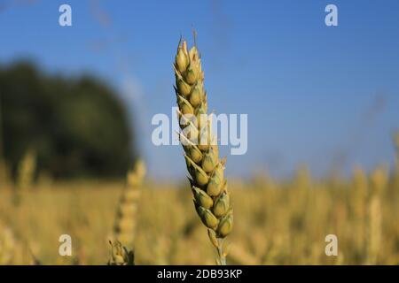 Primo piano di un grano di paglia. Non ancora giallo. Ancora verde. Foto Stock