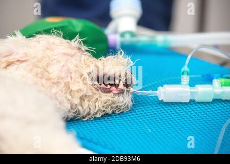 Cane intubato in sala operatoria della clinica veterinaria . Foto Stock
