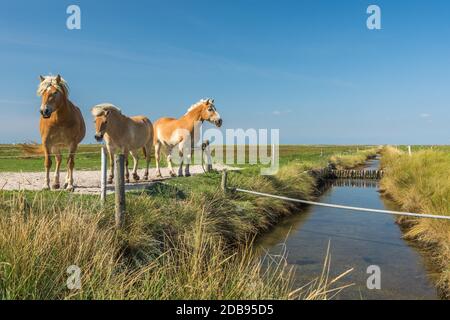 Animali - cavalli Foto Stock