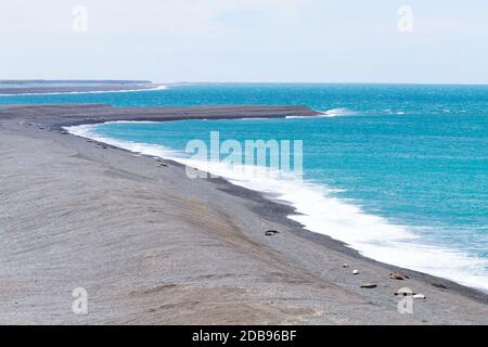 Le guarnizioni di tenuta di elefante su Caleta Valdes beach, Patagonia, Argentina. Fauna argentino Foto Stock