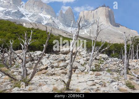 Bosco bruciato sulla valle Francese, Parco Nazionale Torres del Paine, Cile. Patagonia Cilena Foto Stock