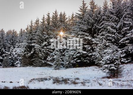 Il sole del tardo pomeriggio splende attraverso gli alberi innevati in un foresta Foto Stock