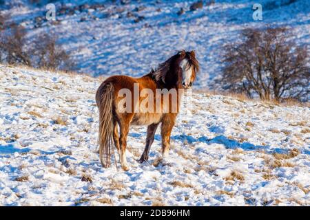 Pony selvatico di montagna gallese che pascolano nella neve in alto Moorland nel Brecon Beacons Foto Stock