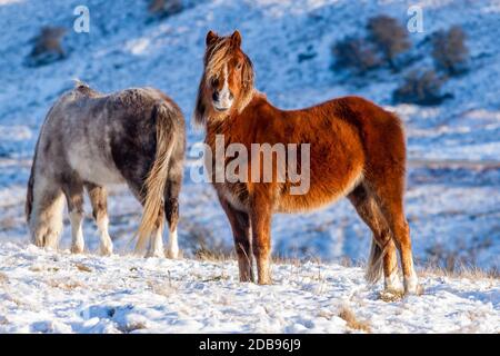 Pony selvaggi di montagna in un paesaggio freddo, innevato, invernale (Galles, Regno Unito) Foto Stock