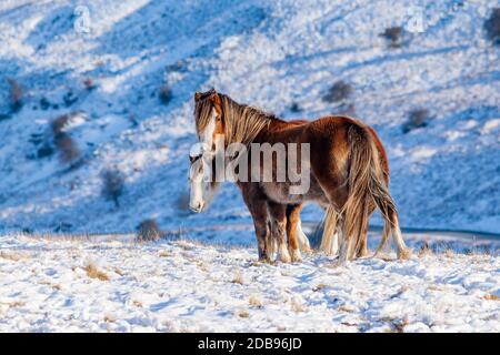 Pony selvaggi di montagna in un paesaggio freddo, innevato, invernale (Galles, Regno Unito) Foto Stock