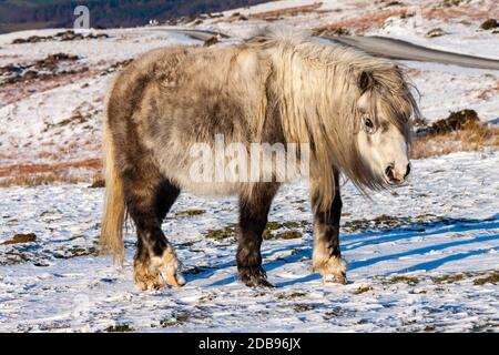 Pony selvatico di montagna gallese che pascolano nella neve in alto Moorland nel Brecon Beacons Foto Stock