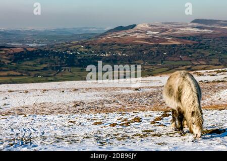 Pony selvatico di montagna gallese che pascolano nella neve in alto Moorland nel Brecon Beacons Foto Stock