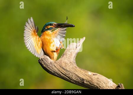 Incantevole Martin pescatore comune, alcedo atthis, atterrando con un pescato in estate all'alba. Animale con piume arancioni e blu che tengono un pesce. Uccello colorato Foto Stock