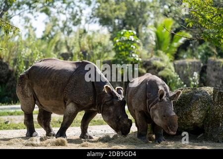 Foto di una madre e di Calve Rhino che mangiano fieno insieme Foto Stock