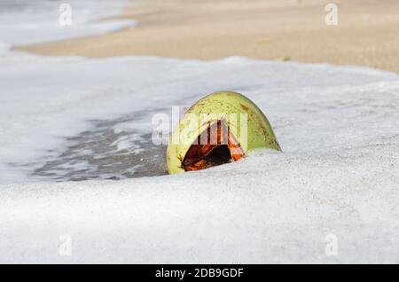 Cocco verde vuoto in schiuma di mare in giornata di sole Foto Stock