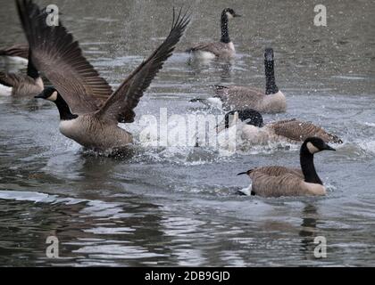 Un'oca canadese (Branta canadensis) parte di un gregge che ne insegue un'altra sull'acqua del lago, creando un grande spruzzi d'acqua Foto Stock