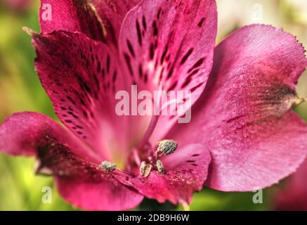 Primo piano di un'alstroemeria di fiori viola per un miglior regalo e un buon umore Foto Stock